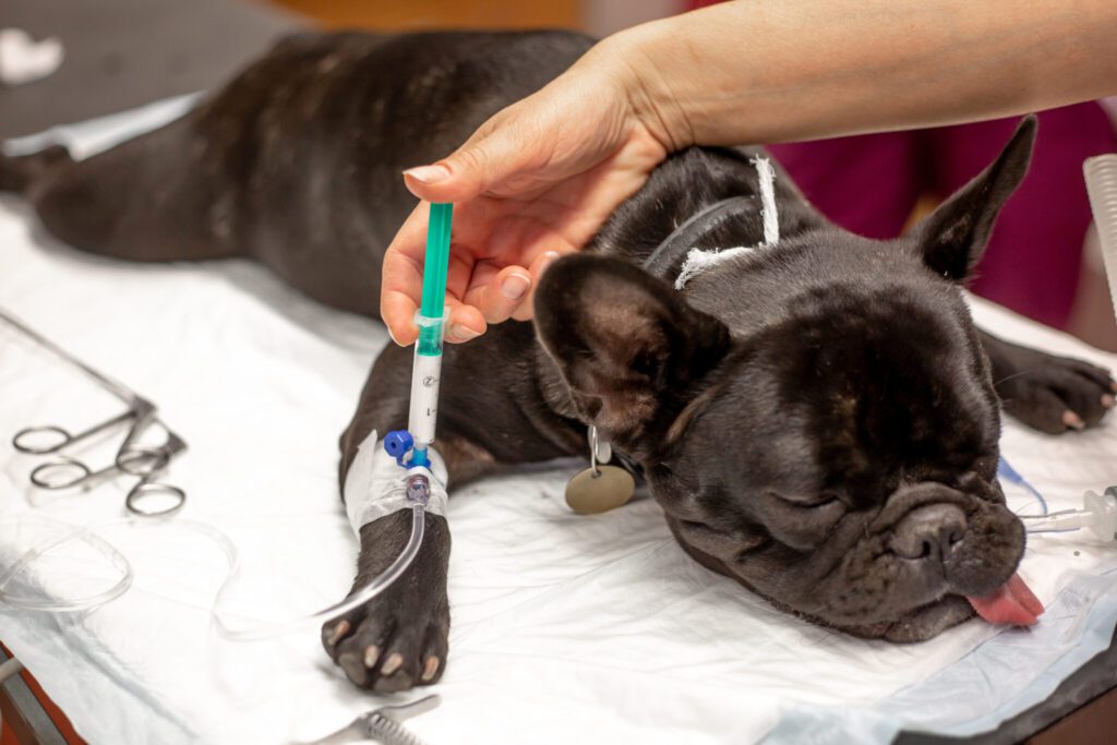 Anesthesia In Dogs Side Effects