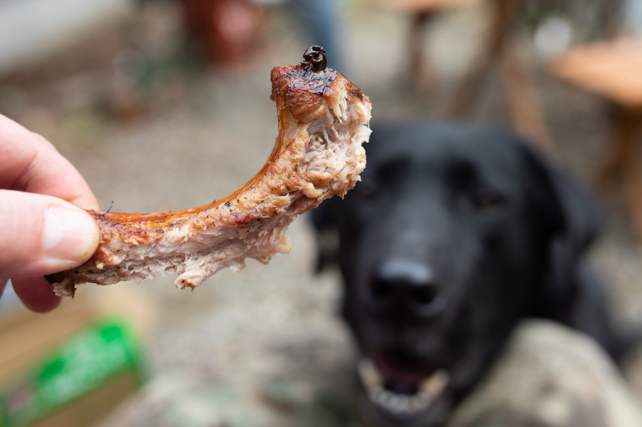 what-to-do-if-your-dog-ate-chicken-bones-apex-vets