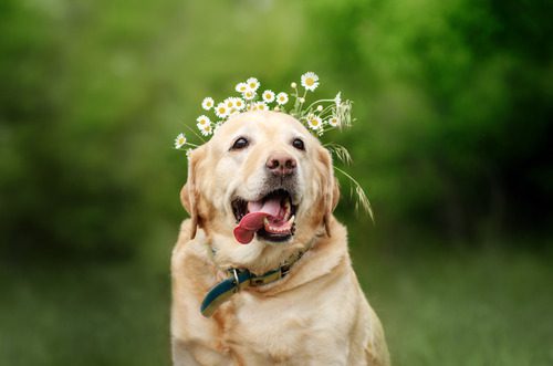 dog-sitting-outside-with-flowers-on-its-head