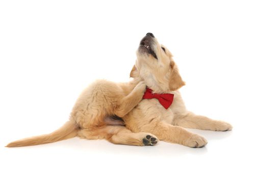 golden-retriever-puppy-wearing-red-bowtie-scratching-its-neck