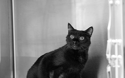 Black Cat In Metal Kennel