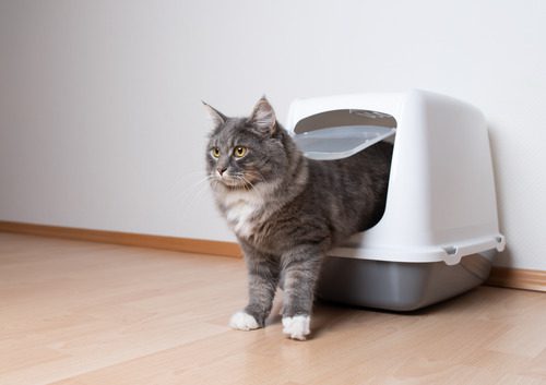 blue-tabby-maine-coon-cat-leaving-hooded-gray-cat-litter-box