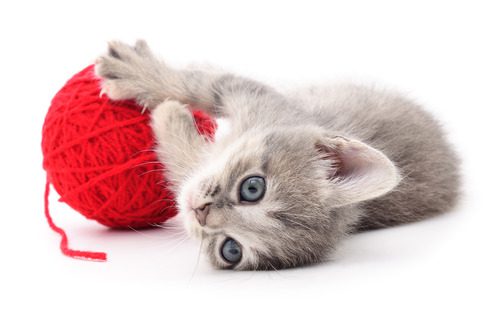 gray-kitten-playing-with-red-yarn