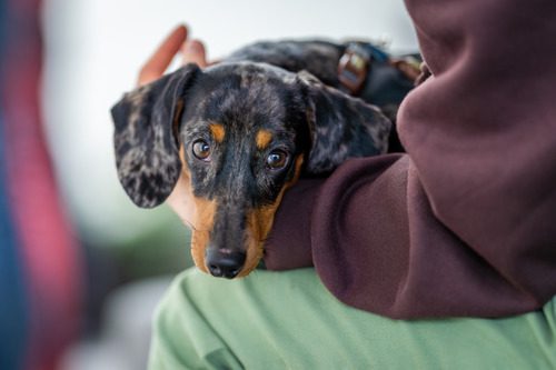 miniature-black-and-tan-dachshund-laying-in-owner's-lap