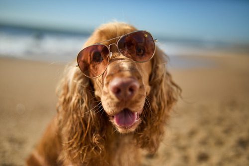 tan-English-cocker-spaniel-dog-wearing-sunglasses-at-the-beach-on-a-sunny-day
