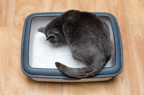 gray-cat-in-litterbox-at-home