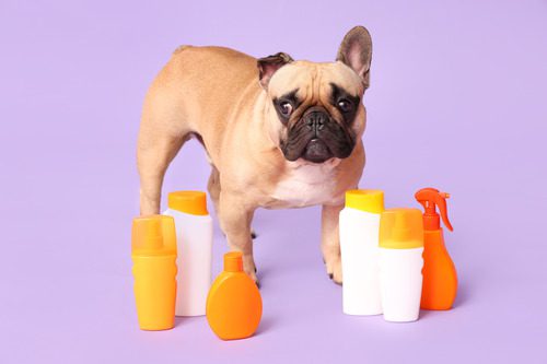 French-bulldog-standing-with-various-bottles-of-sunscreen-against-a-lilac-background
