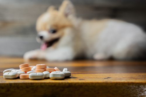 focus-on-pills-on-a-table-with-blurry-pomeranian-dog-laying-in-the-background