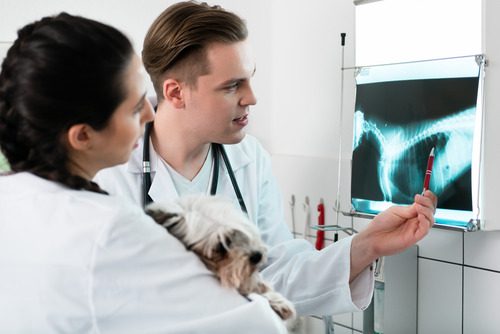 male-vet-pointing-to-dog's-radiograph-while-female-vet-holds-the-dog-and-listens