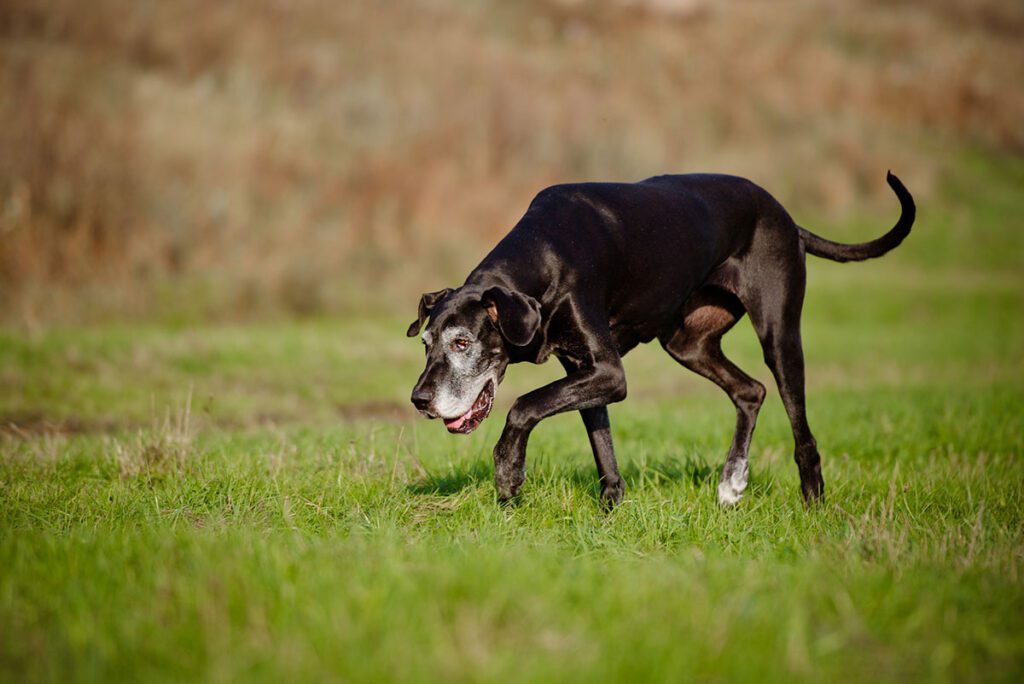 old dog with a gray face limping while walking