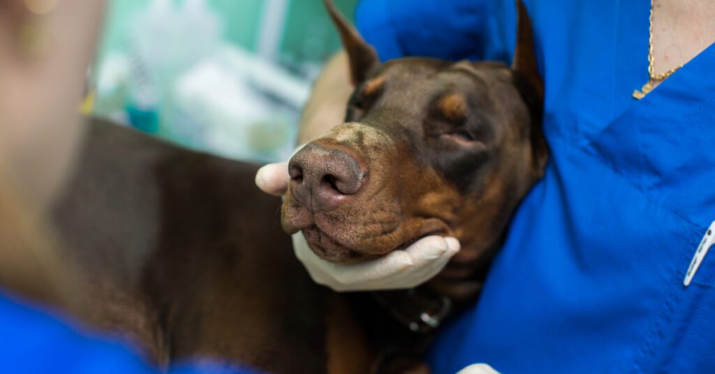 dog on anesthesia before surgery