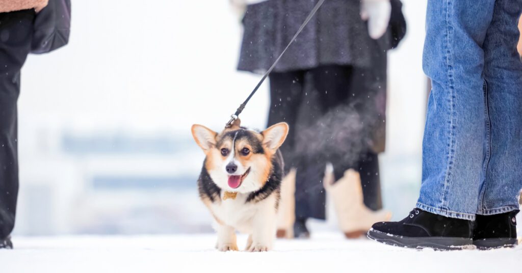 corgi dog walking on a leash with owner on a snowy sidewalk