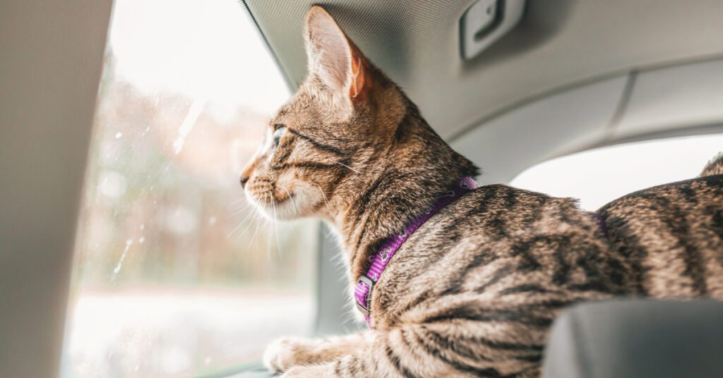 curious cat looking out car window on a road trip