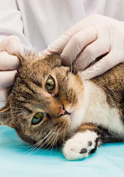 Doctor Petting Cat