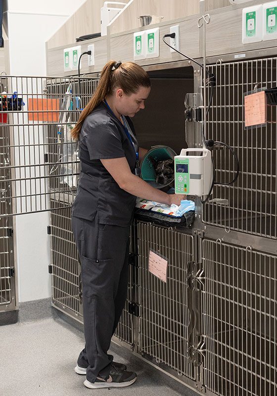 female staff member checking on small dog in cage wearing green cone around neck