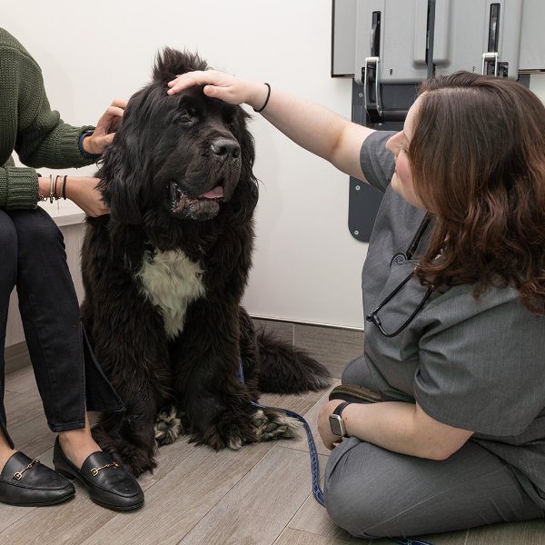 female veterinarian smiling while petting happy large black dog