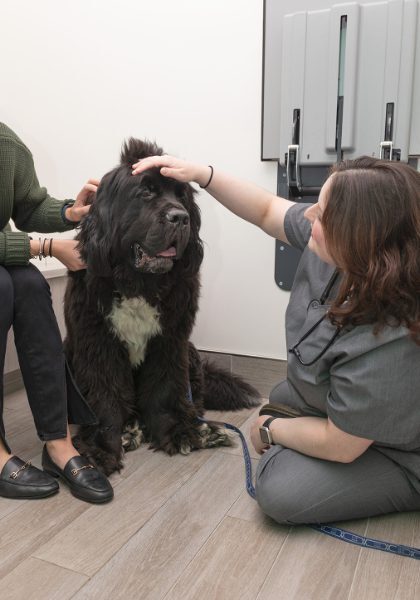 female veterinarian smiling while petting happy large black dog