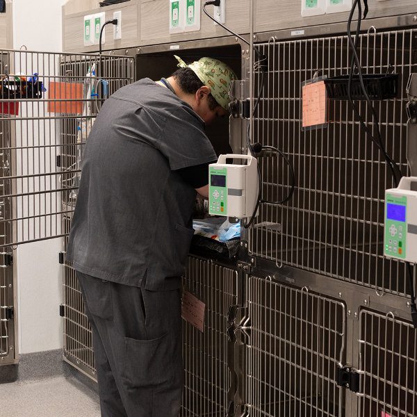 male doctor wearing scrub cap reaching into cage to check on patient in ICU