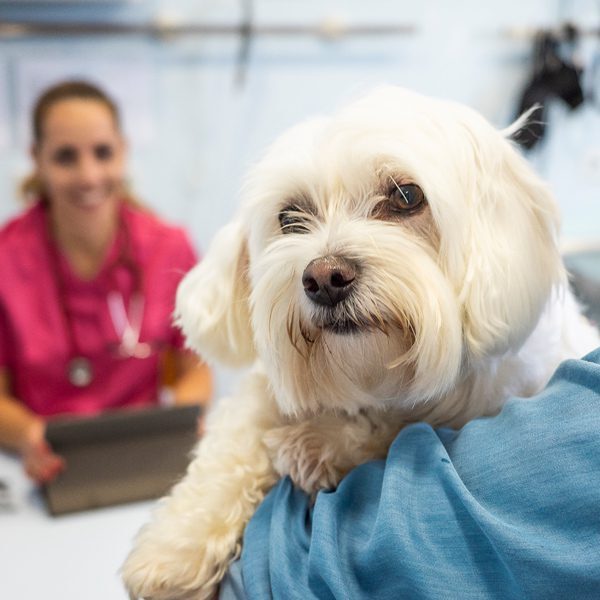 Owner Holding Dog With Smiling Doctor In Background